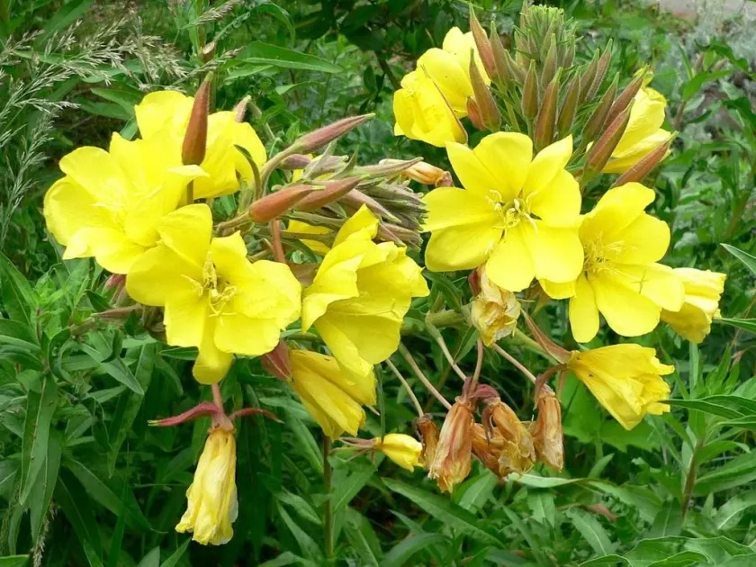 Oenothera issleri
