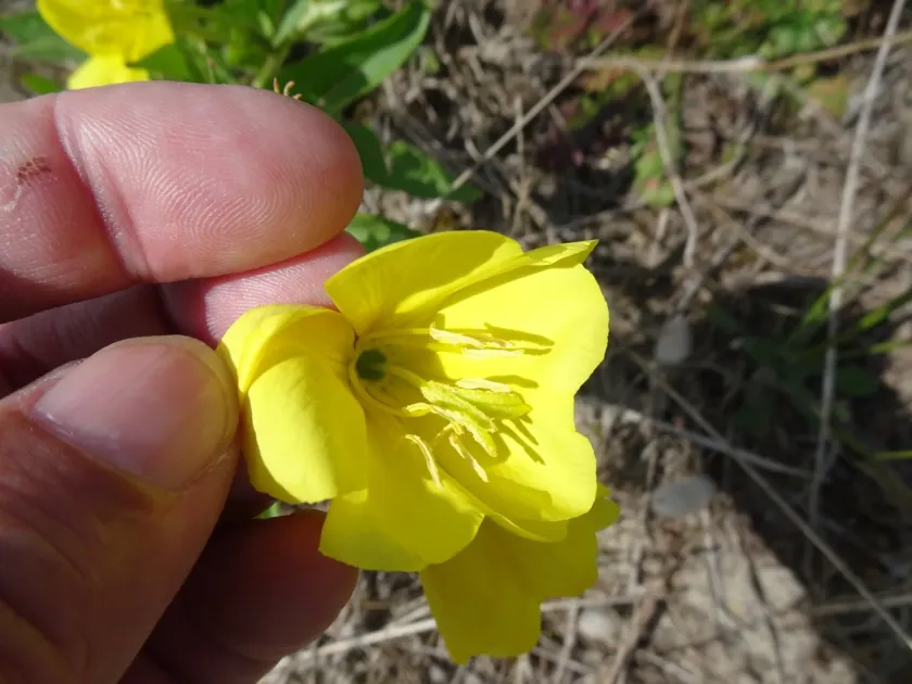 Oenothera cambrica