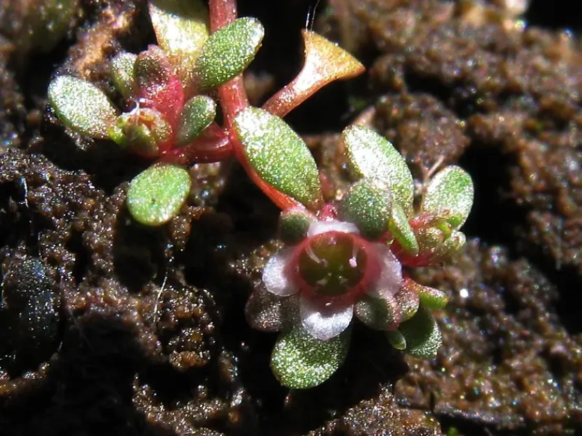 Hungarian waterwort