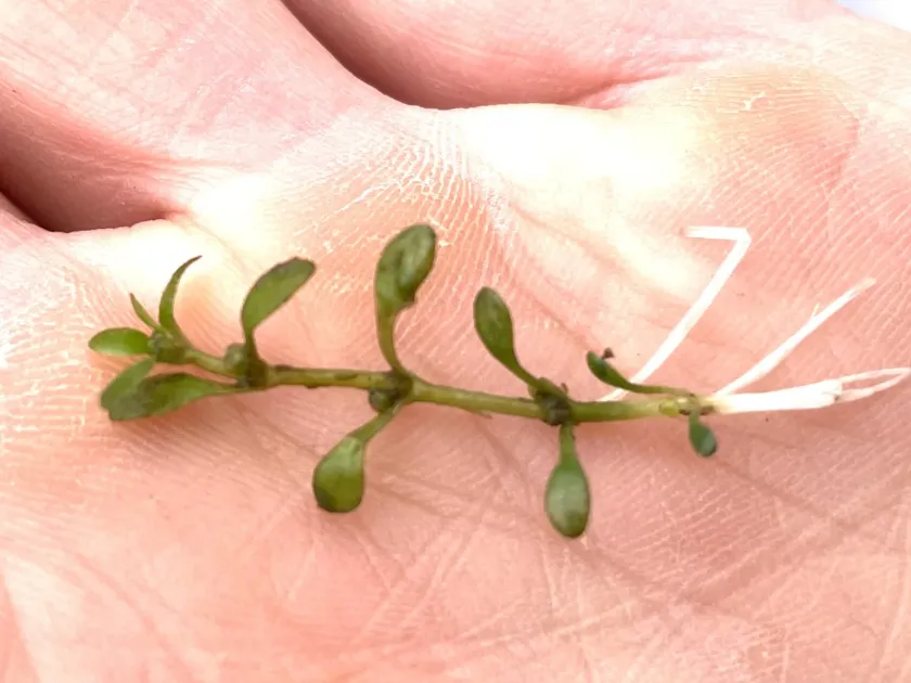 Elatine spathulata