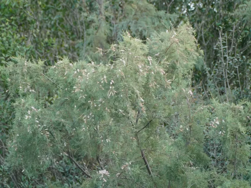 Tamarix hampeana