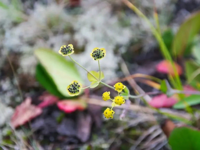 Bupleurum triradiatum