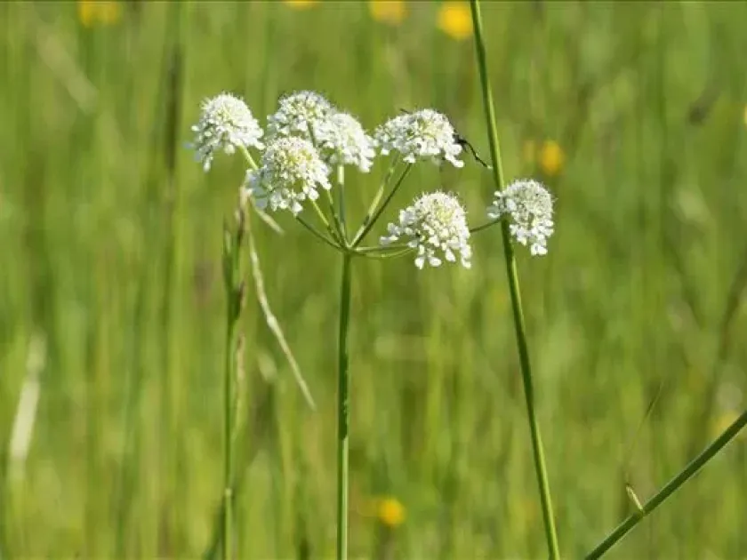 Peucedanifolia water dropwort