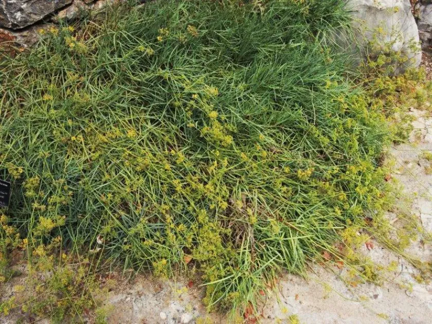 Bupleurum barceloi