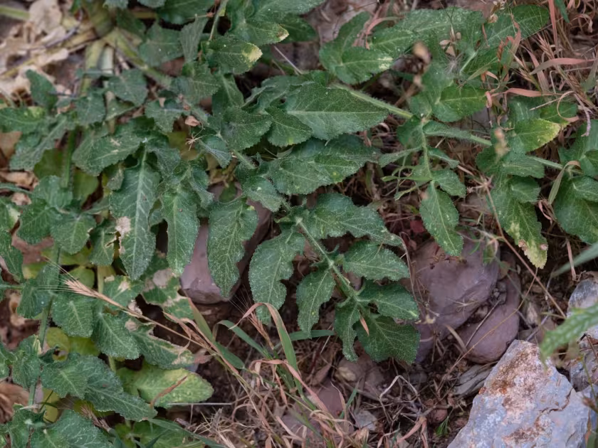 Opopanax hispidus