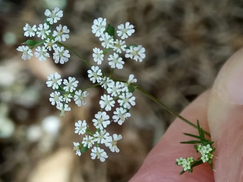 Ammoides pusilla