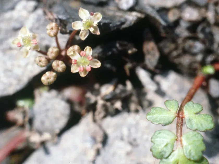 Apium bermejoi