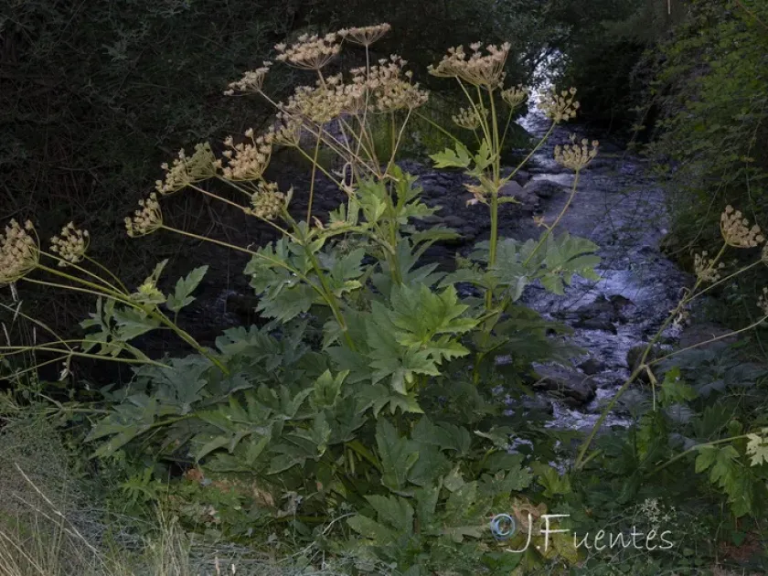 Heracleum granatense