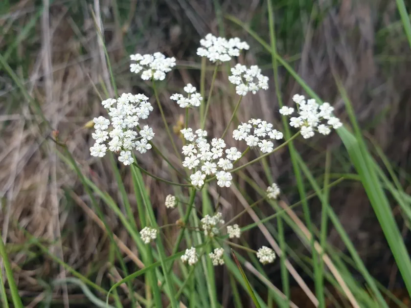 Whorled caraway