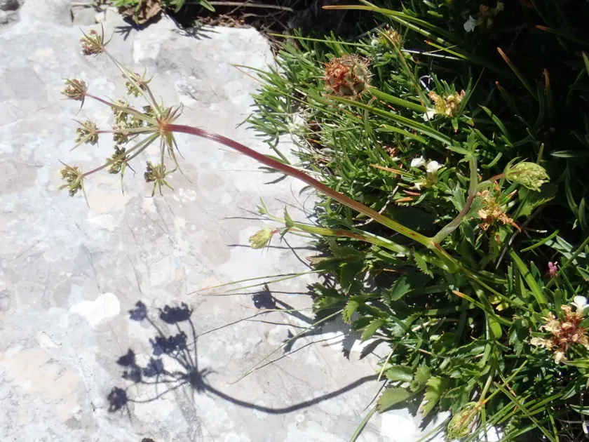 Hladnikia pastinacifolia