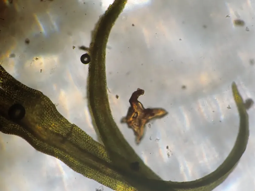 Trichostomum hibernicum