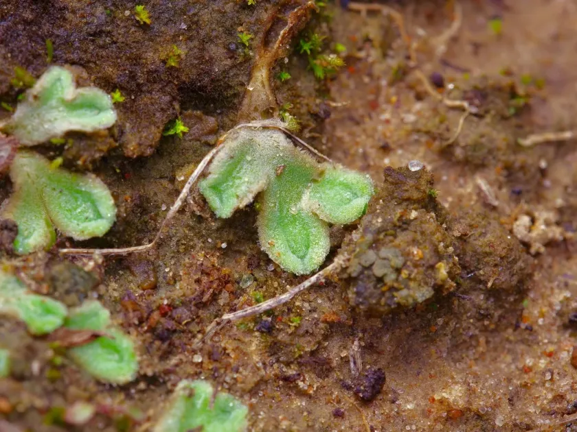 Riccia beyrichiana