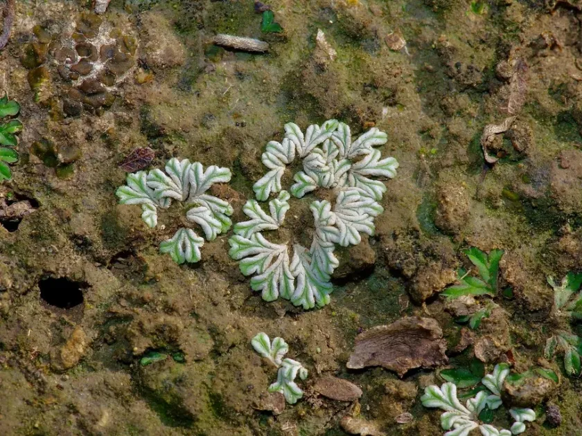 Riccia huebeneriana