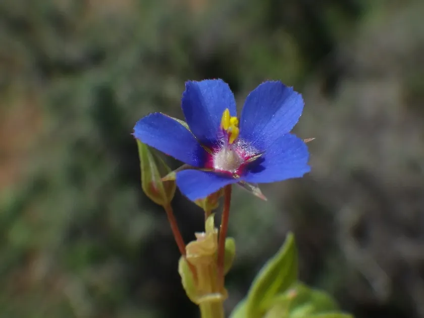 Loefling's loosestrife