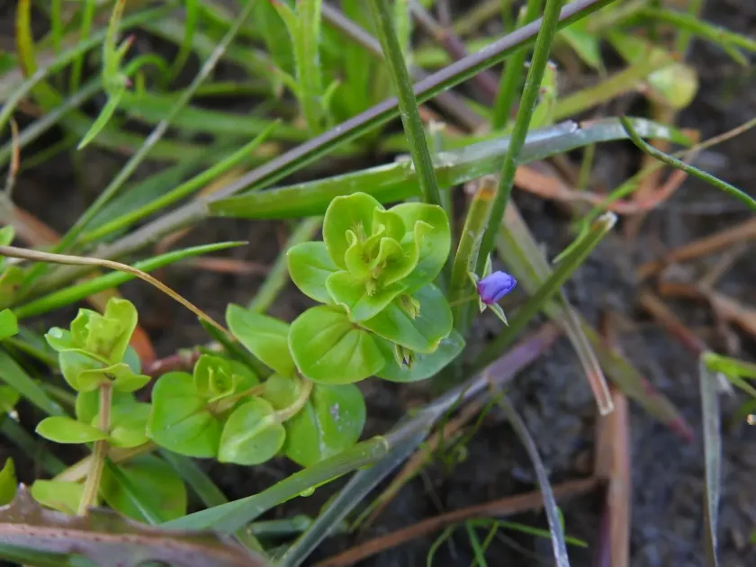 Lysimachia talaverae