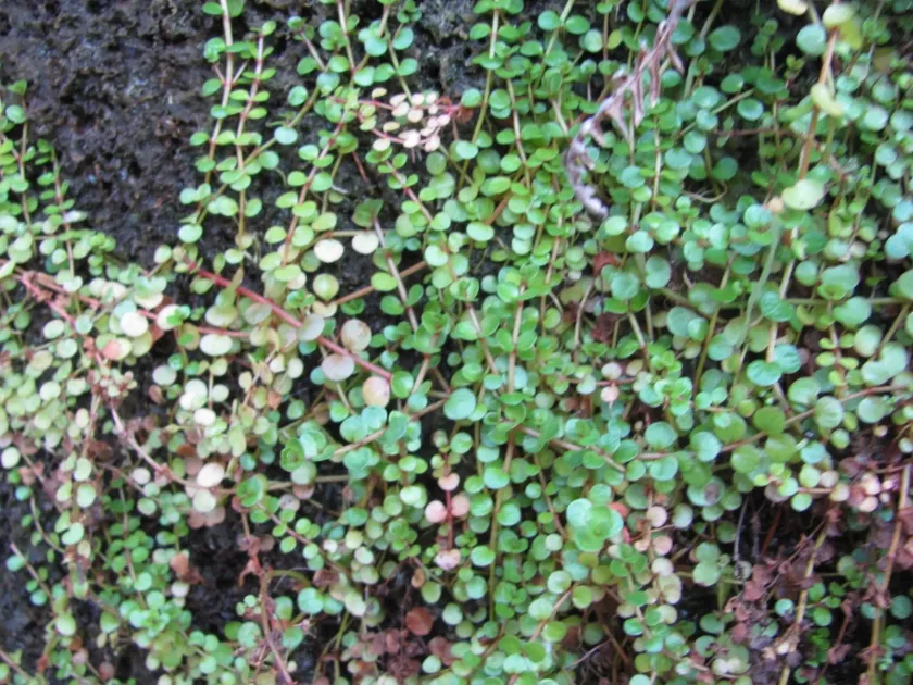 Lysimachia tenella