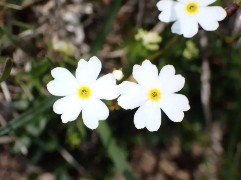 Androsace lactea