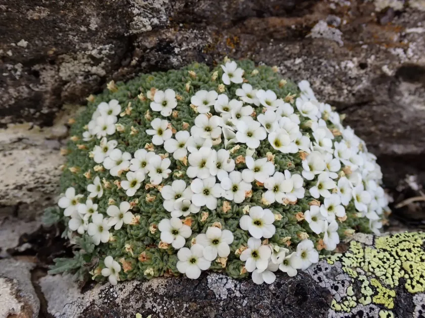 Swiss rock jasmine