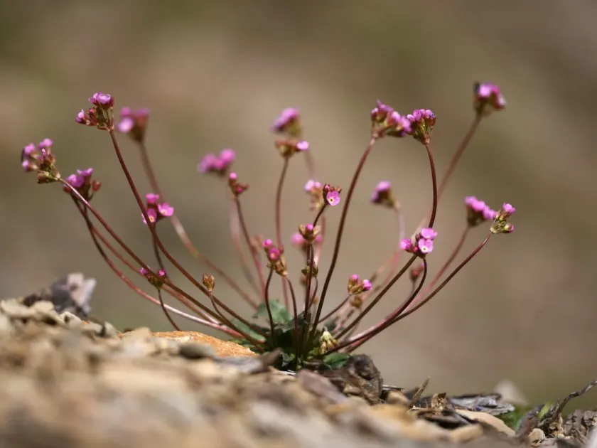 Androsace chaixii