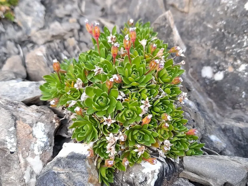 Ciliate rock jasmine