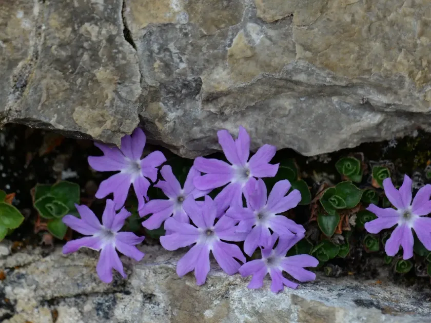 Tyrol primrose
