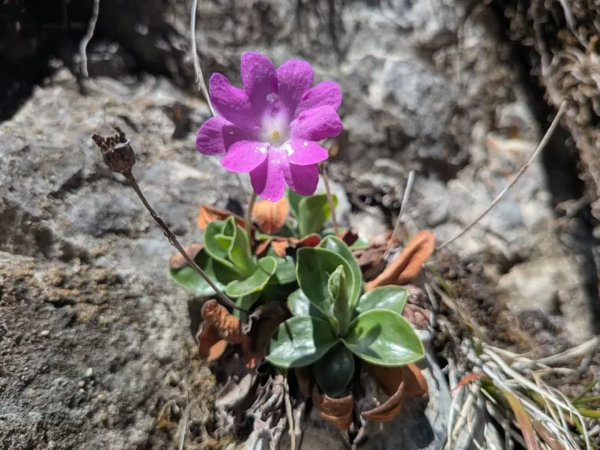 Clusius primrose
