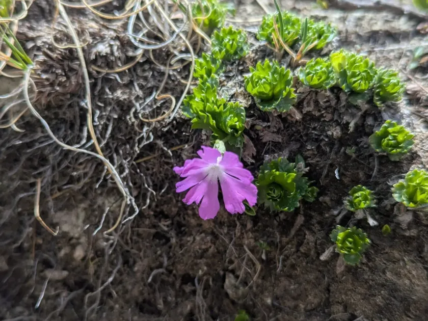 Least primrose