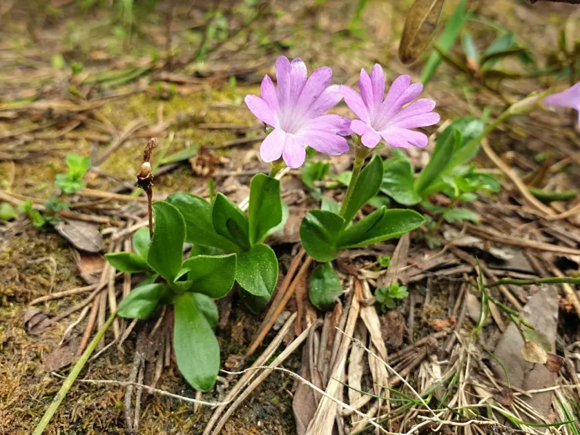 Entire-leaved primrose