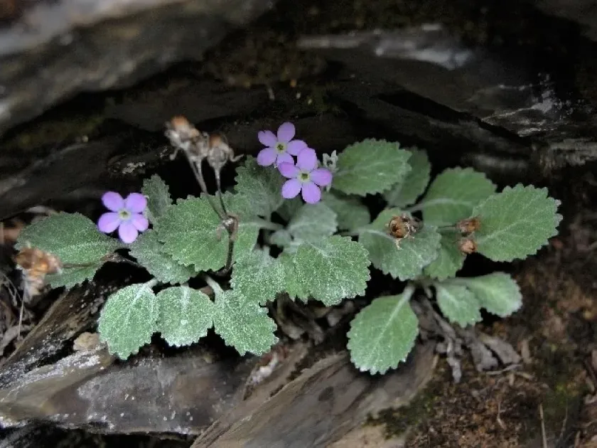 Short rock-jasmine