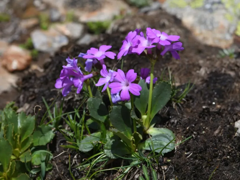 Primula daonensis
