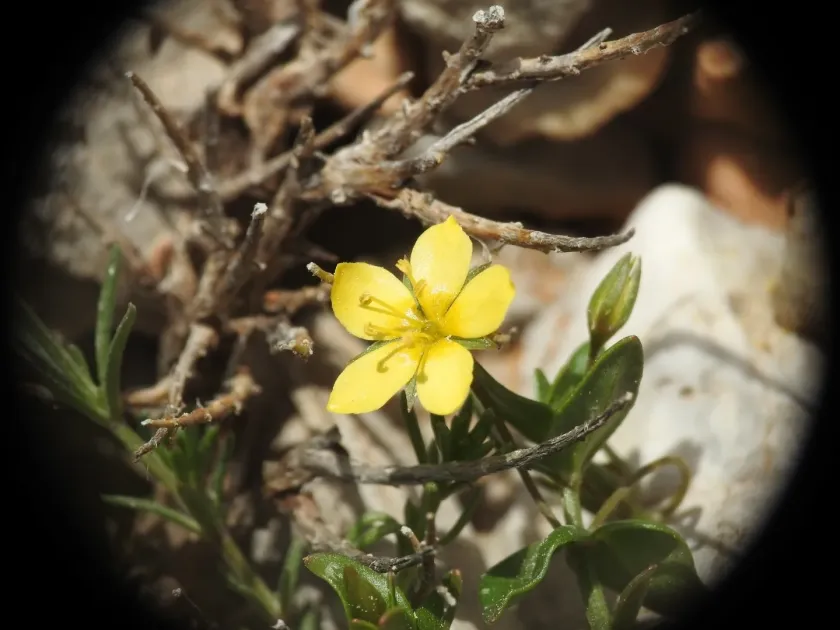 Thyme-leaved loosestrife