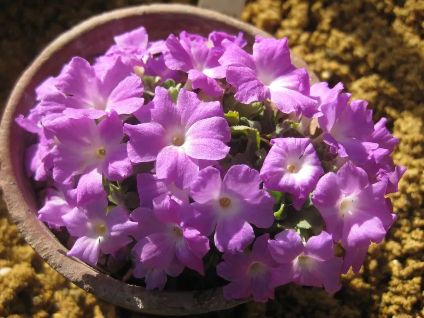 Allioni's primrose