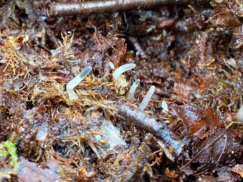 Cryptothallus mirabilis