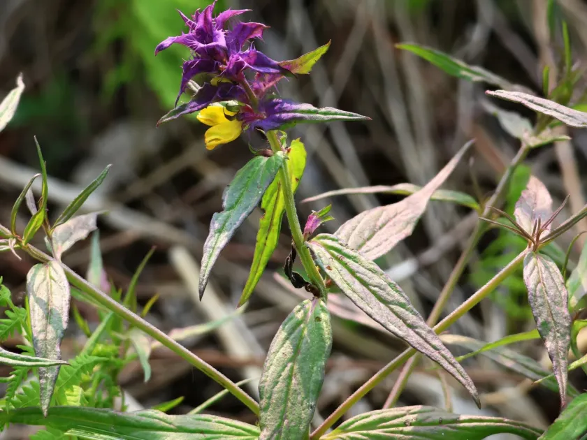 Polish cow-wheat