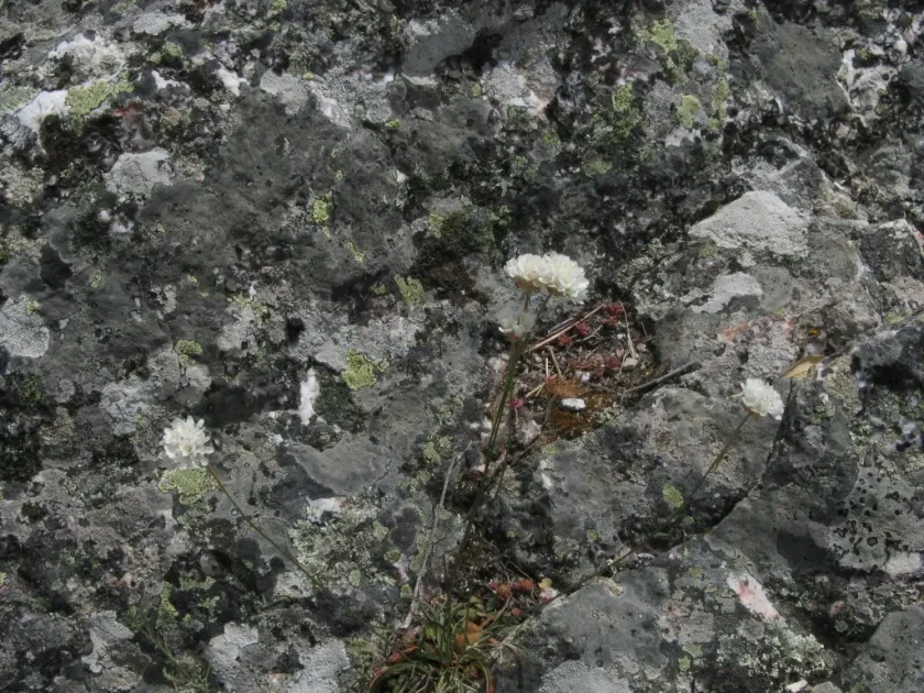 Armeria transmontana