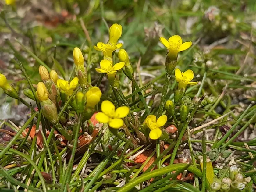 Yellow centaury