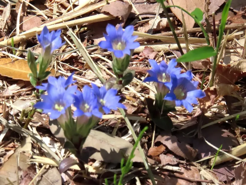 Gentiana zollingeri