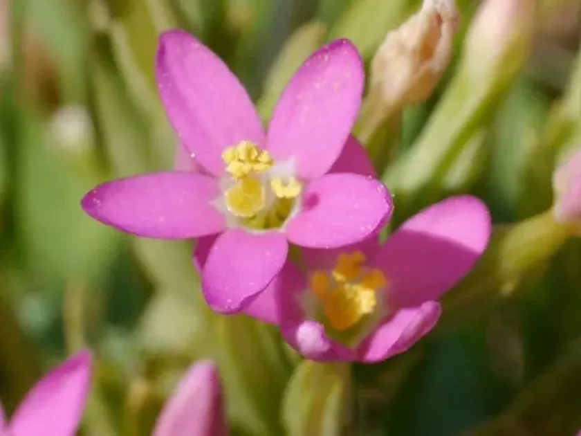 Centaurium pulchellum