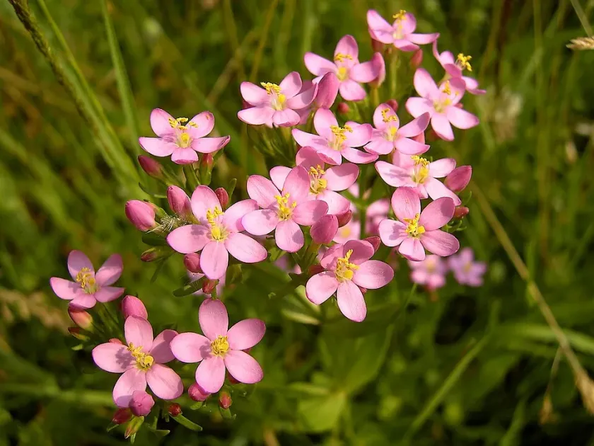 Ascherson's centaury