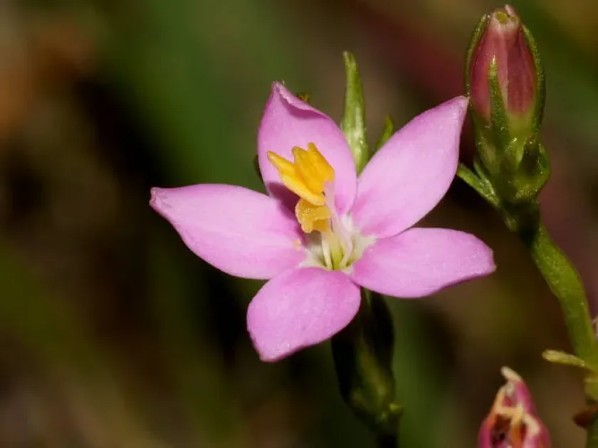 Schenkia elegans