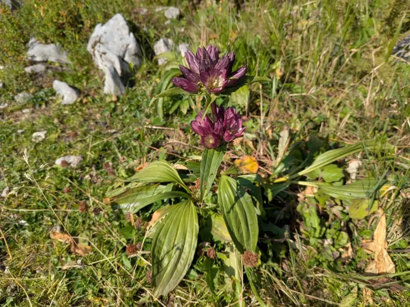Pannonian gentian
