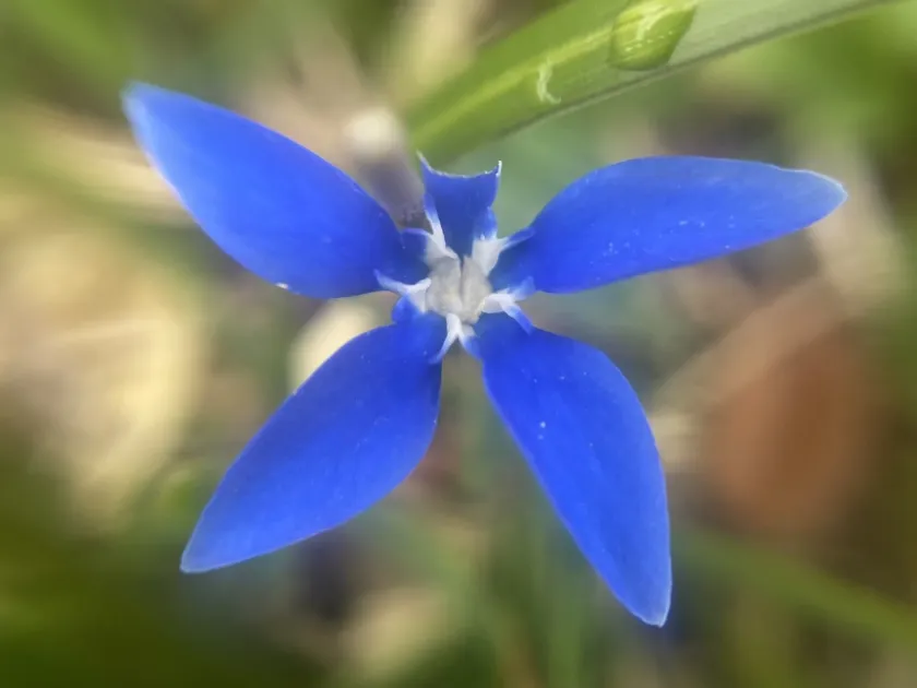 Gentiana pumila