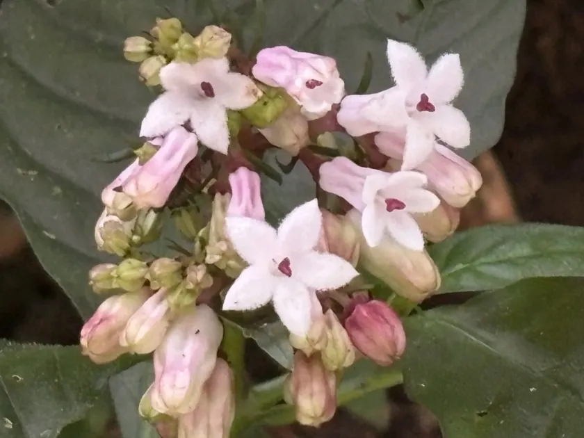 Japanese Ophiorrhiza