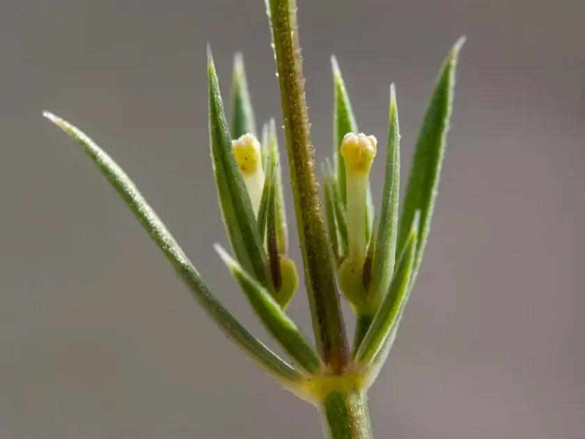 Crucianella patula