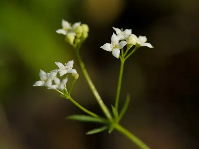 Timeroy's bedstraw