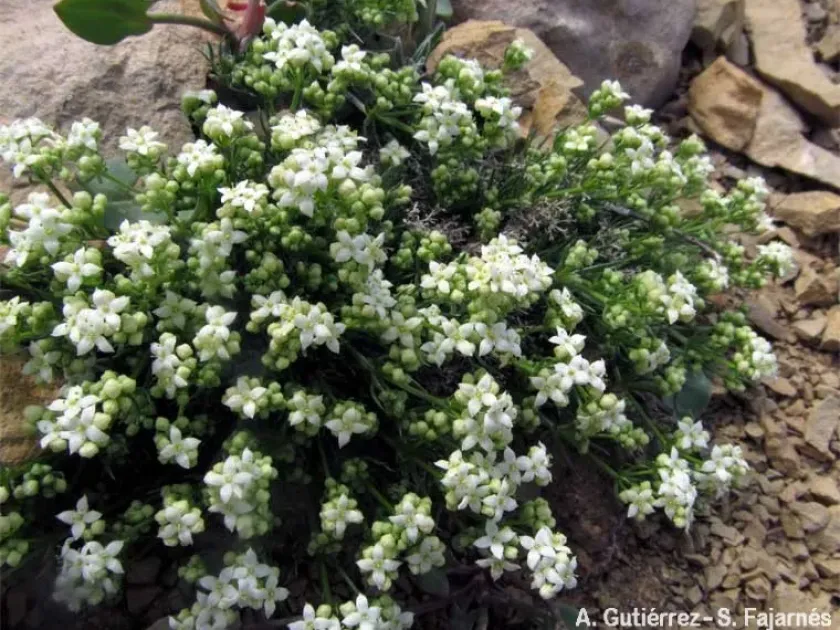 Galium idubedae
