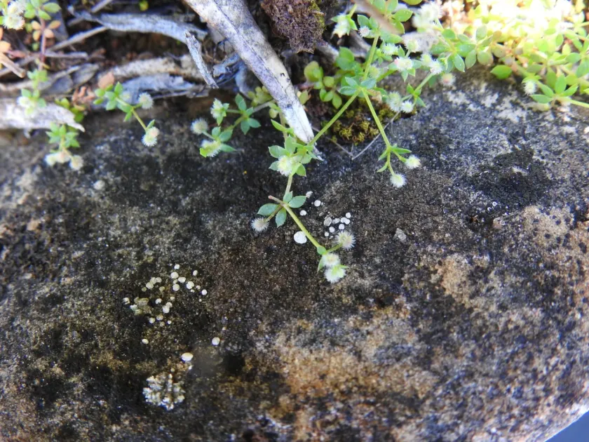 Small bedstraw