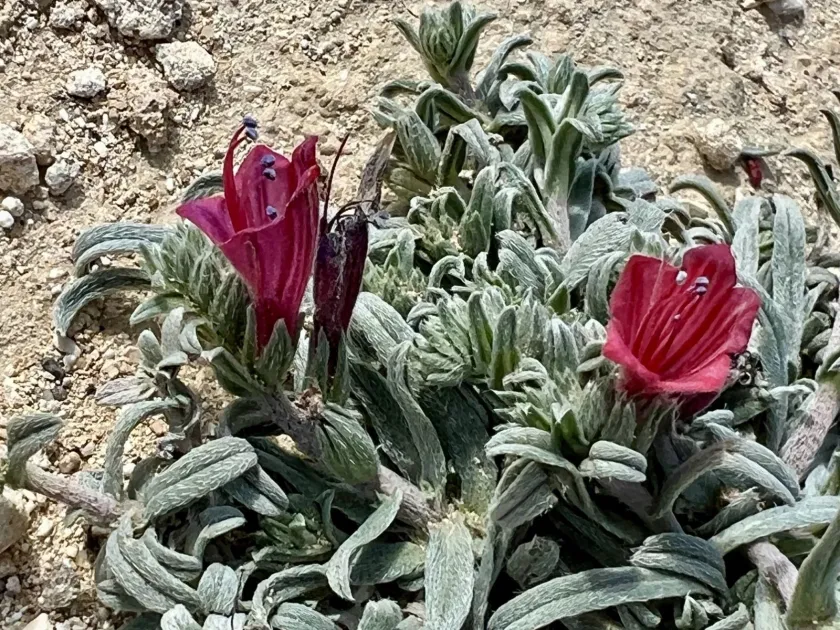 Narrow-leaved viper's bugloss