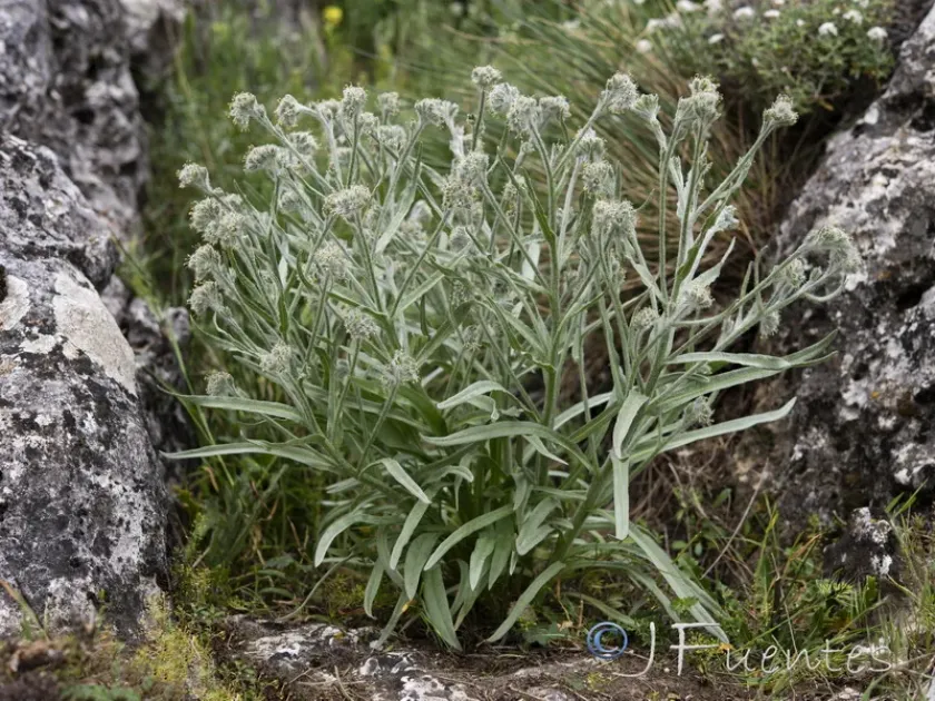 Solenanthus reverchonii