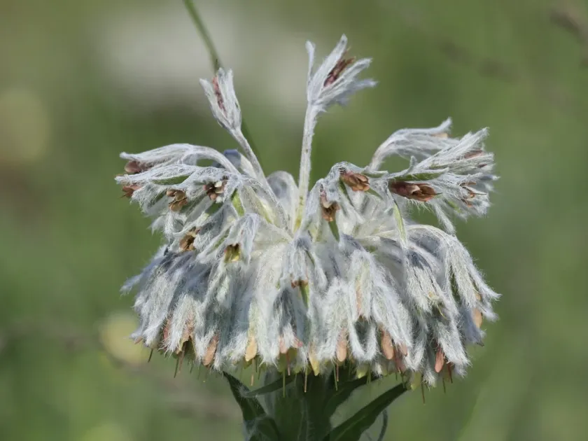 Rindera umbellata